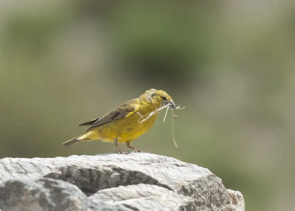 File:Sicalis mendozae - Monte Yellow-Finch.jpg