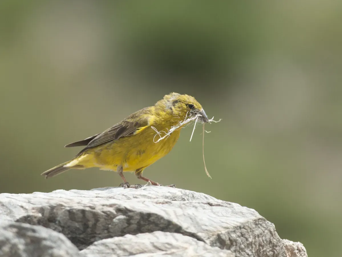 File:Sicalis mendozae - Monte Yellow-Finch (cropped).jpg