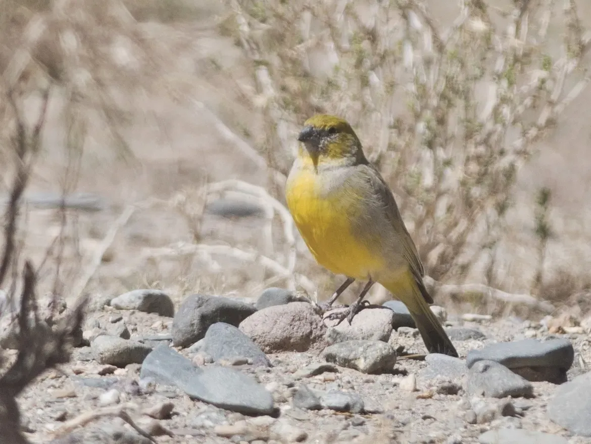 File:Sicalis lutea - Puna Yellow-Finch; San Antonio de los Cobres, Salta, Argentina (cropped).jpg