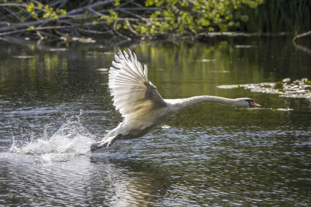 File:Mute swan (Cygnus olor) taking off.jpg