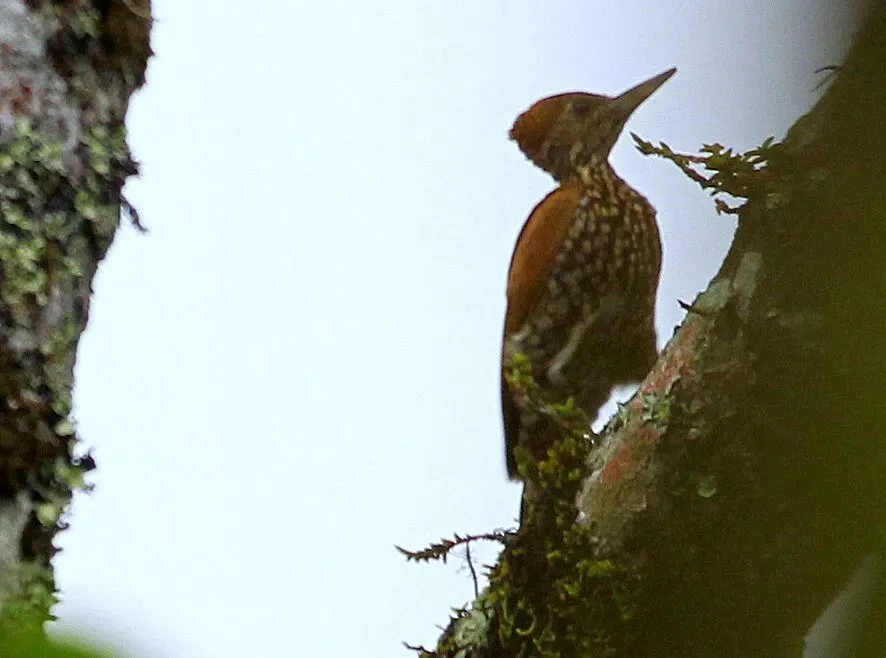 File:Chrysocolaptes lucidus montanus, hembra, Mindanao MG 1989 (cropped).jpg
