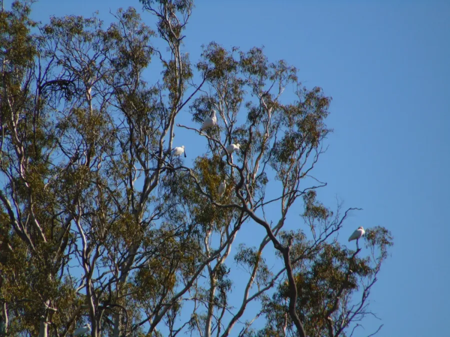 File:Royal spoonbills (Platalea regia) flocking in trees in Barmah National Park, Victoria.jpg