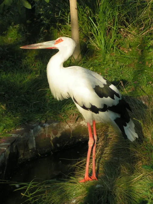 File:Ciconia maguari 3.jpeg