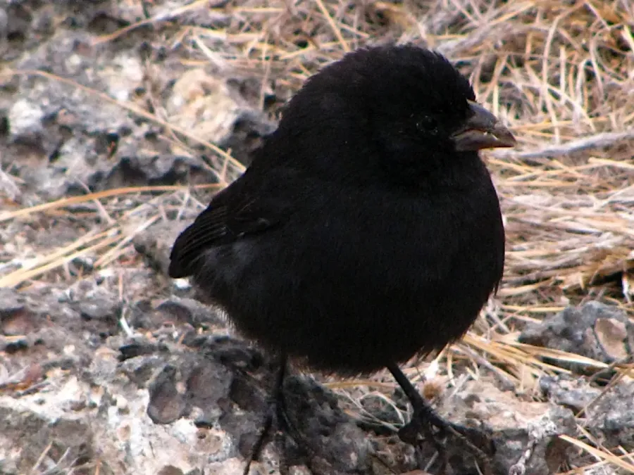 File:Geospiza fuliginosa -South Plaza Island, Galapagos Islands-8.jpg
