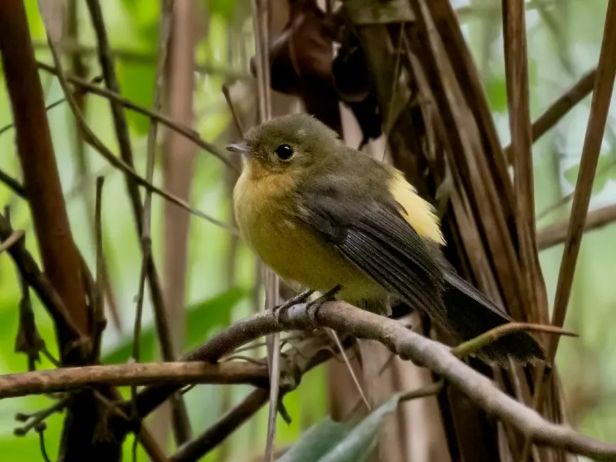 File:Myiobius atricaudus - Black-tailed Flycatcher; Miracatu, São Paulo, Brazil.jpg