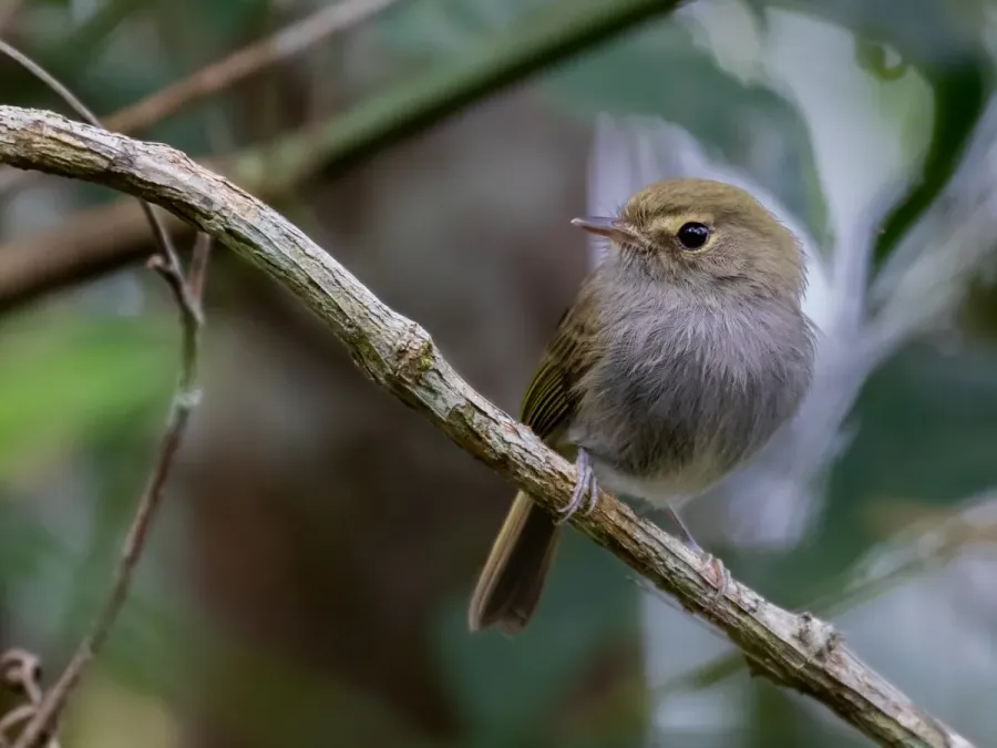 File:Hemitriccus diops - Drab-breasted Bamboo-Tyrant 2; Miracatu, São Paulo, Brazil.jpg