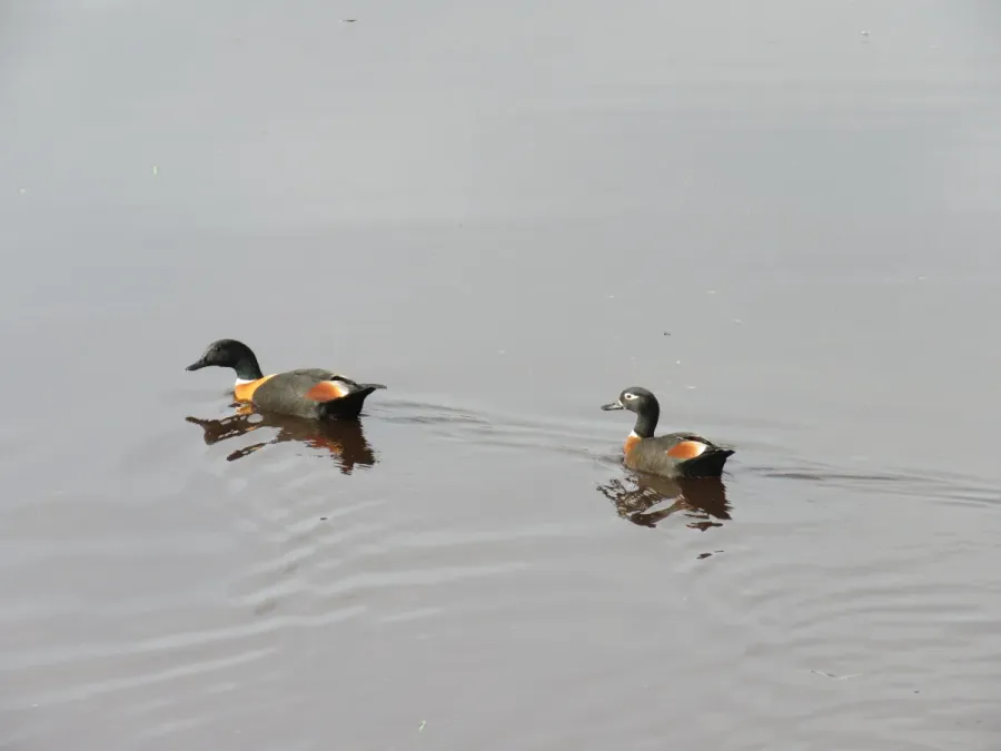 File:Australian shelduck (Tadorna tadornoides) at North Lake, June 2021 02.jpg