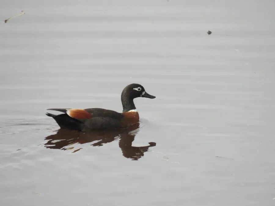 File:Australian shelduck (Tadorna tadornoides) at North Lake, June 2021 04.jpg