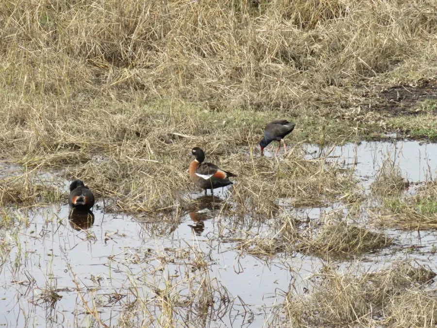 File:Australian shelduck (Tadorna tadornoides) at North Lake, June 2021 05.jpg