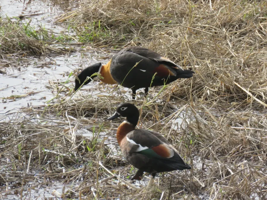 File:Australian shelduck (Tadorna tadornoides) at North Lake, June 2021 07.jpg