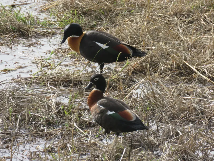 File:Australian shelduck (Tadorna tadornoides) at North Lake, June 2021 09.jpg