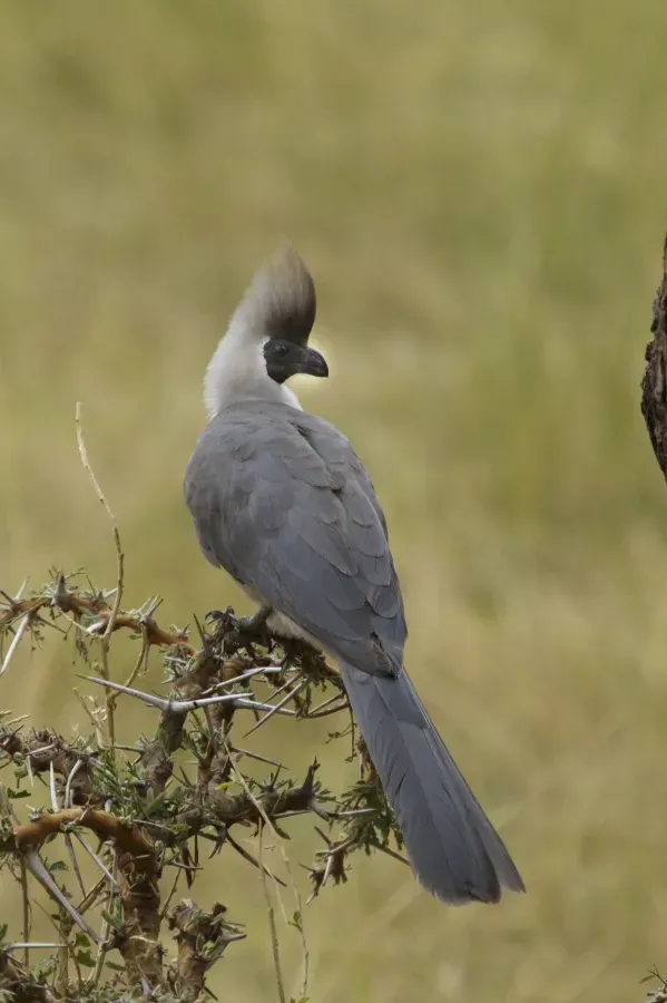 File:Masai Mara National Reserve 2021-04 - bare-faced go-away-bird (Crinifer personatus).jpg