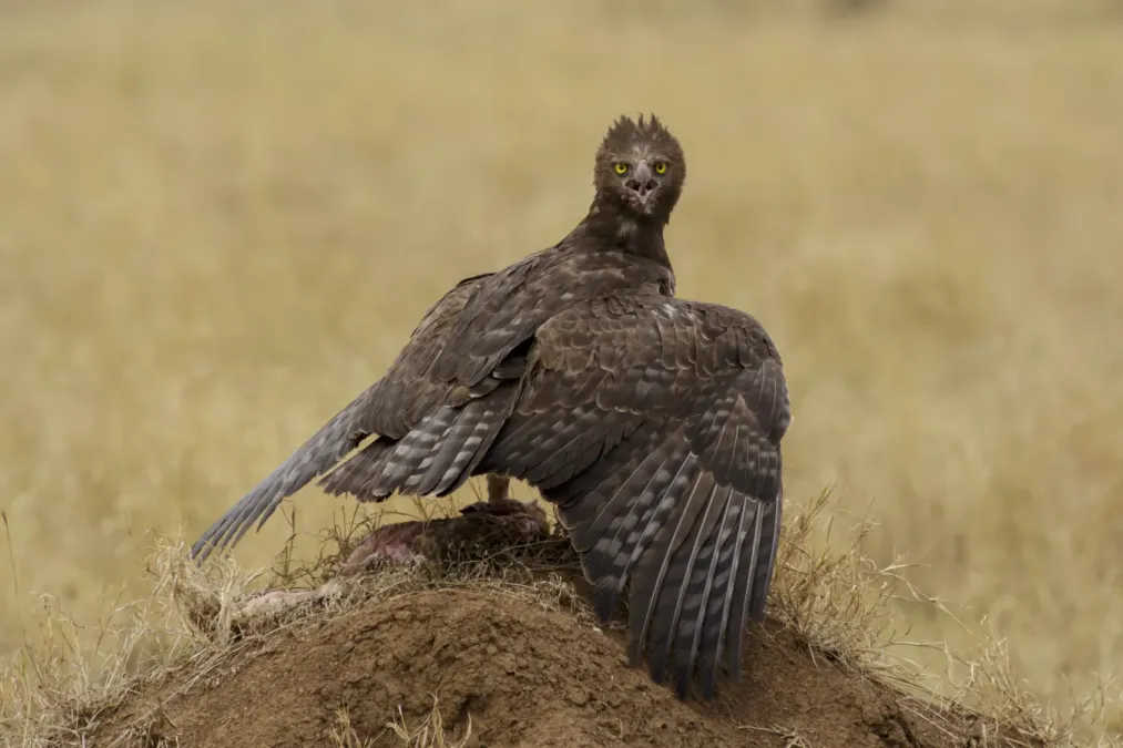 File:Serengeti National Park 2021-09 - Polemaetus bellicosus - martial eagle.jpg