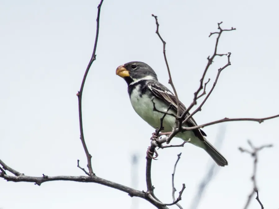 File:Sporophila peruviana - Parrot-billed Seedeater - male.jpg