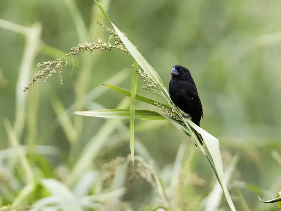 File:Sporophila atrirostris - Black-billed Seed-Finch - male.jpg