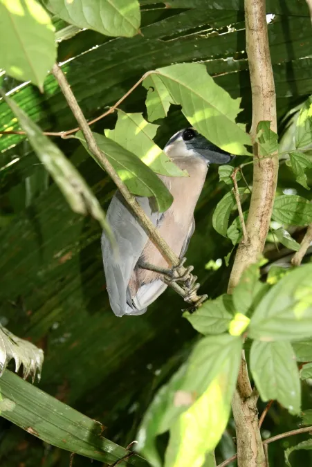 File:Cochlearius cochlearius (Ardeidae) — boat-billed heron (40477479440).jpg