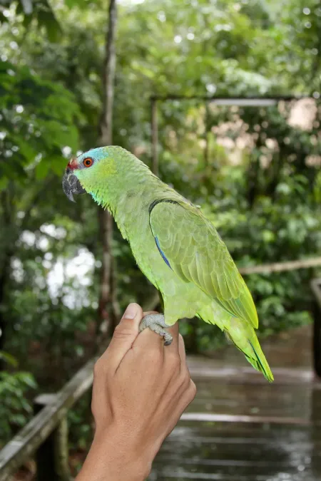 File:Amazona festiva (Psittacidae) (31122859288).jpg