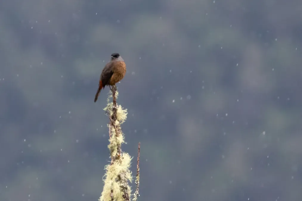 File:Bay-vented Cotinga (Doliornis sclateri).jpg