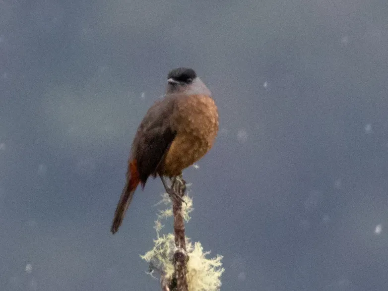 File:Bay-vented Cotinga (Doliornis sclateri) (cropped).jpg