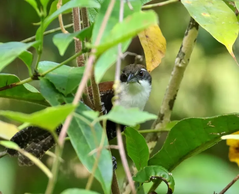 File:Black-bellied wren (Pheugopedius fasciatoventris) (cropped).jpg