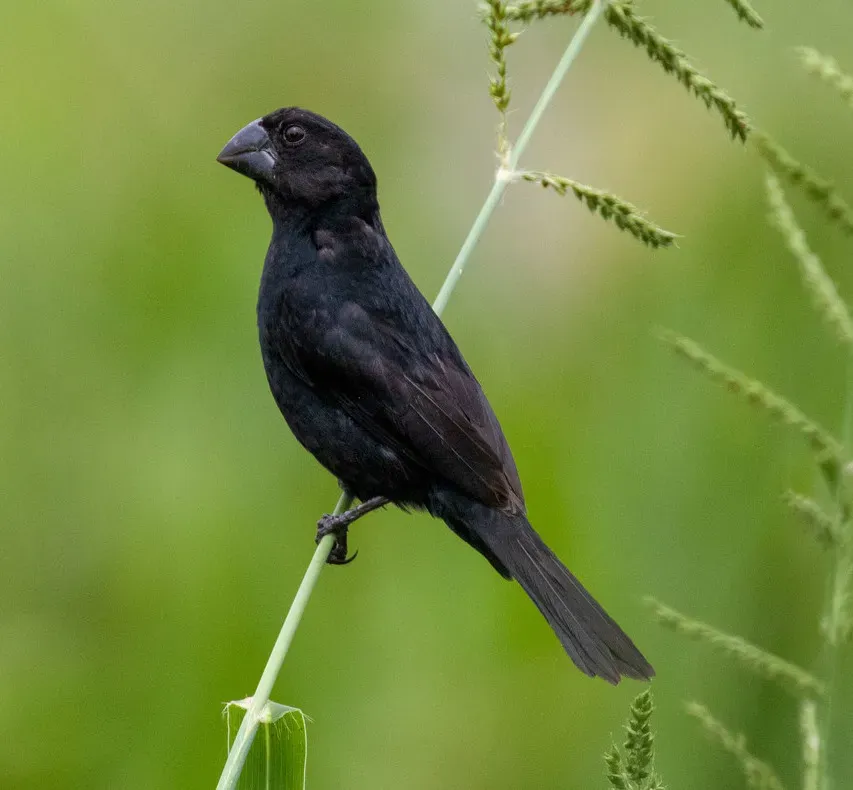 File:Black-billed seed finch (Sporophila atrirostris) (cropped).jpg