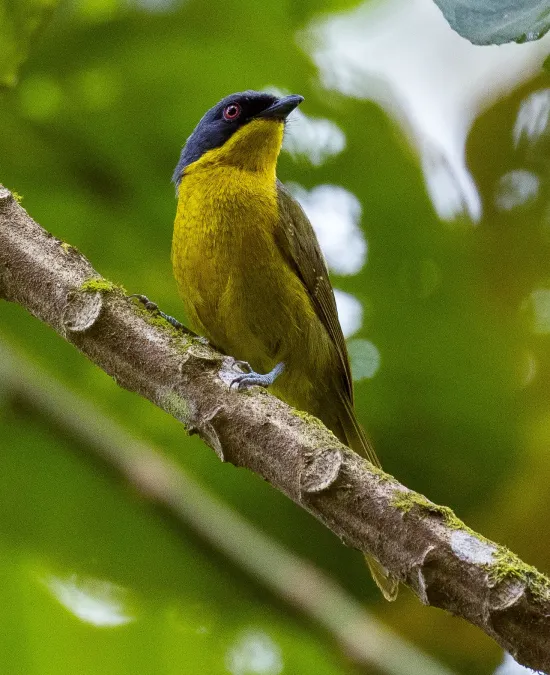 File:Black-fronted Bushshrike (Chlorophoneus nigrifrons) (cropped).jpg