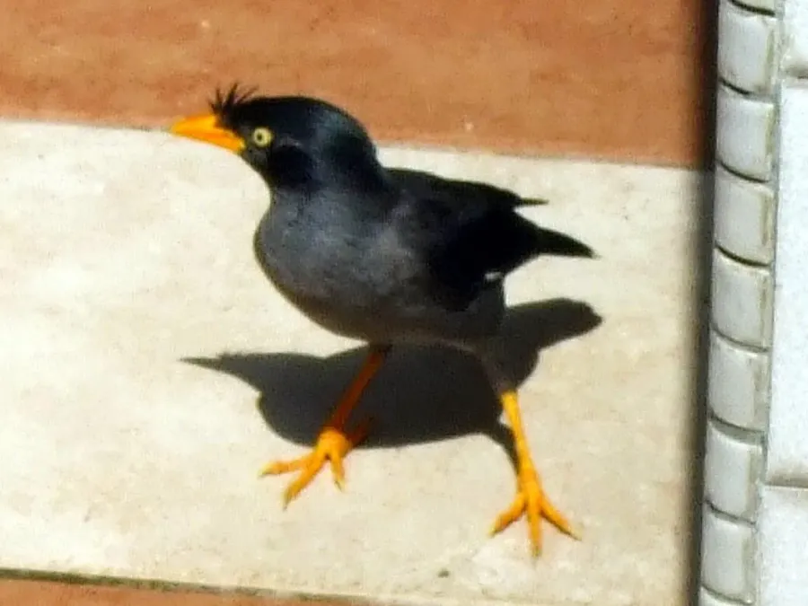 File:Acridotheres javanicus, feral, Singapore (crop).jpg