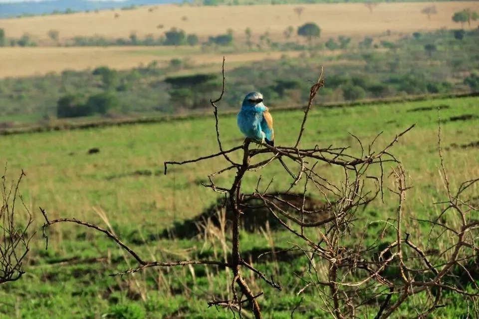 File:Coracias abyssinicus in Uganda.jpg