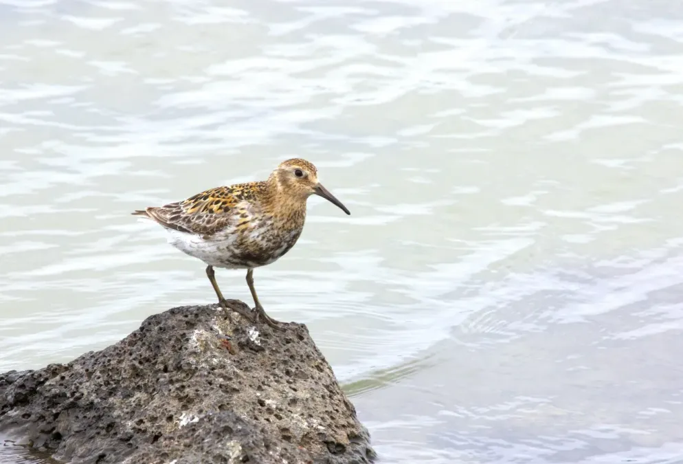 File:Rock Sandpiper (Calidris ptilocnemis) (19476758062).jpg