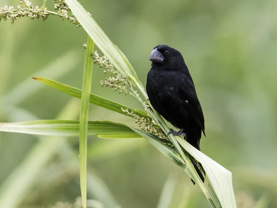 File:Sporophila atrirostris - Black-billed Seed-Finch - male (cropped).jpg