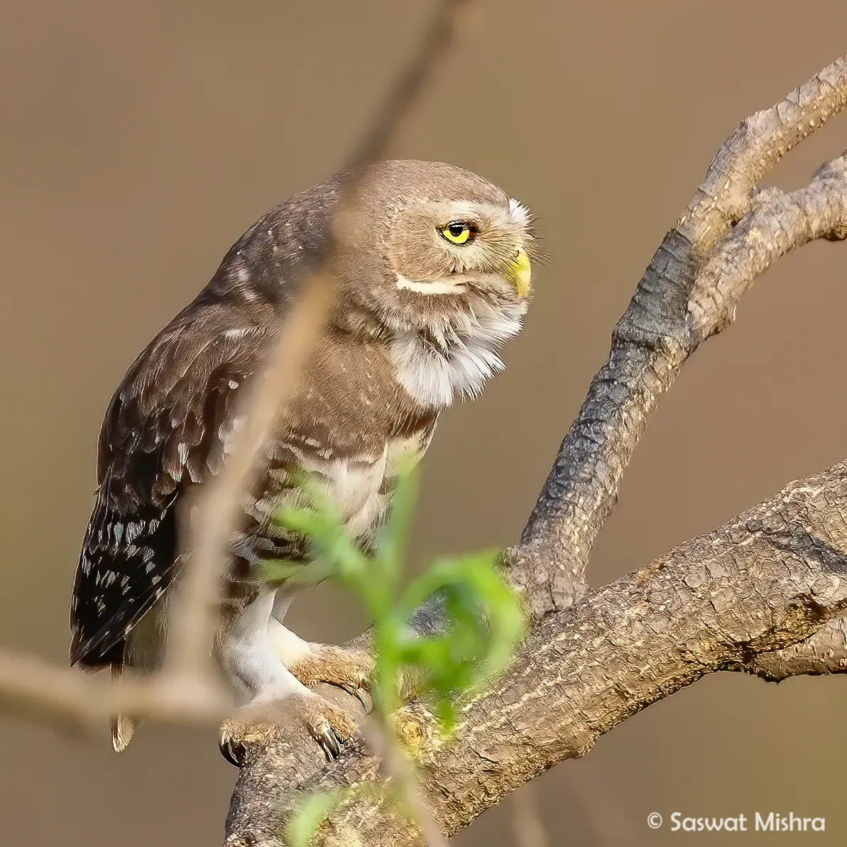 File:Forest Owlet (Athene blewitti) calling.jpg