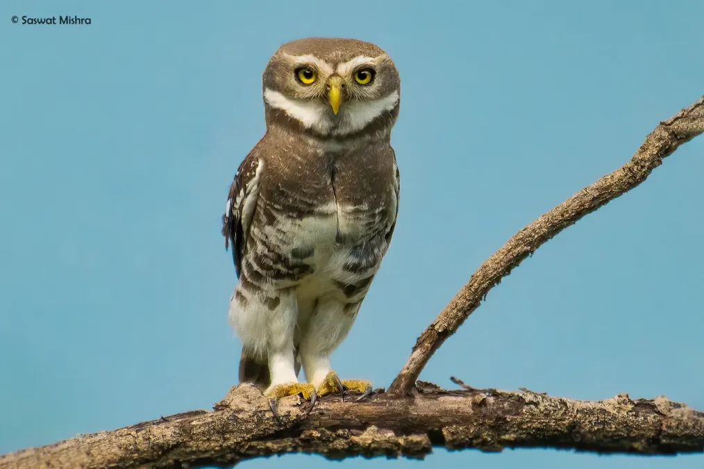 File:Forest Owlet (Athene blewitti) by Saswat Mishra.jpg