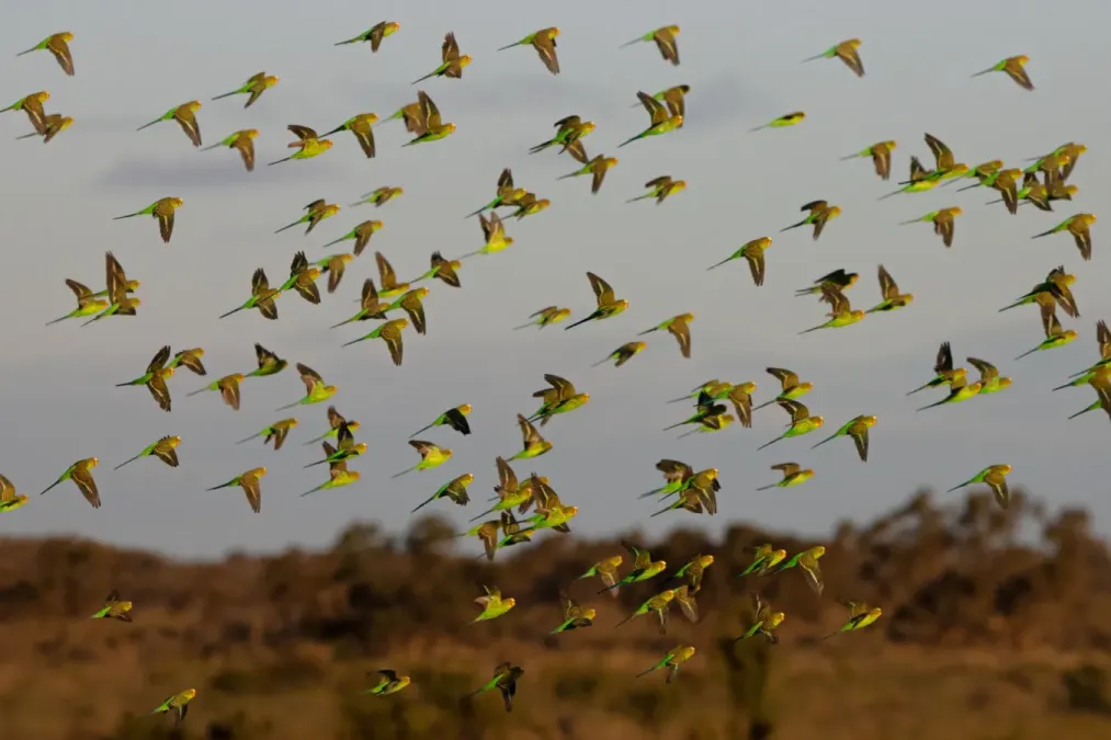 File:Budgerigar Flock Melopsittacus undulatus near Tibooburra NSW.jpg