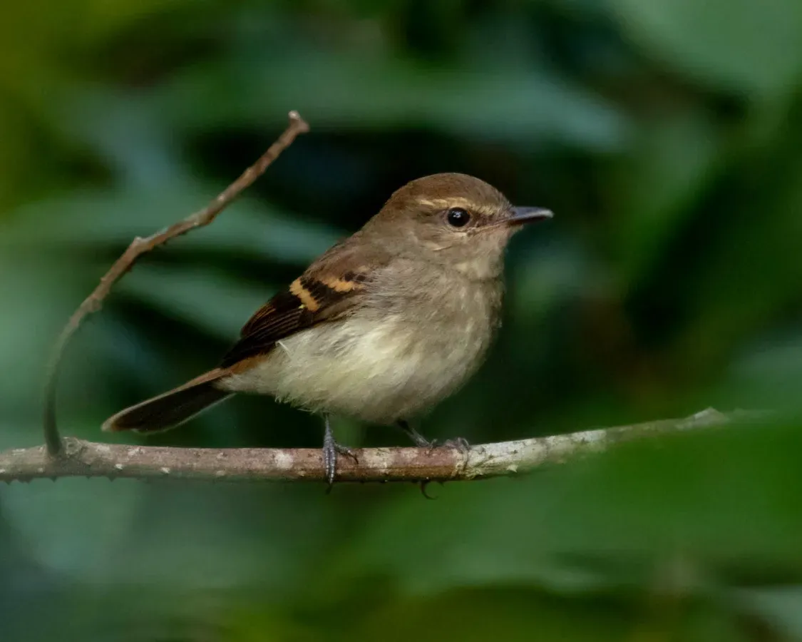 File:Cnemotriccus fuscatus - Fuscous Flycatcher; Ramal do Noca, Rio Branco, Acre , Brazil.jpg