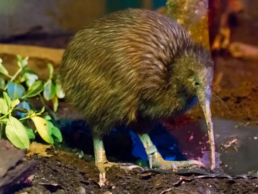 File:Apteryx mantelli -Rotorua, North Island, New Zealand-8a.jpg