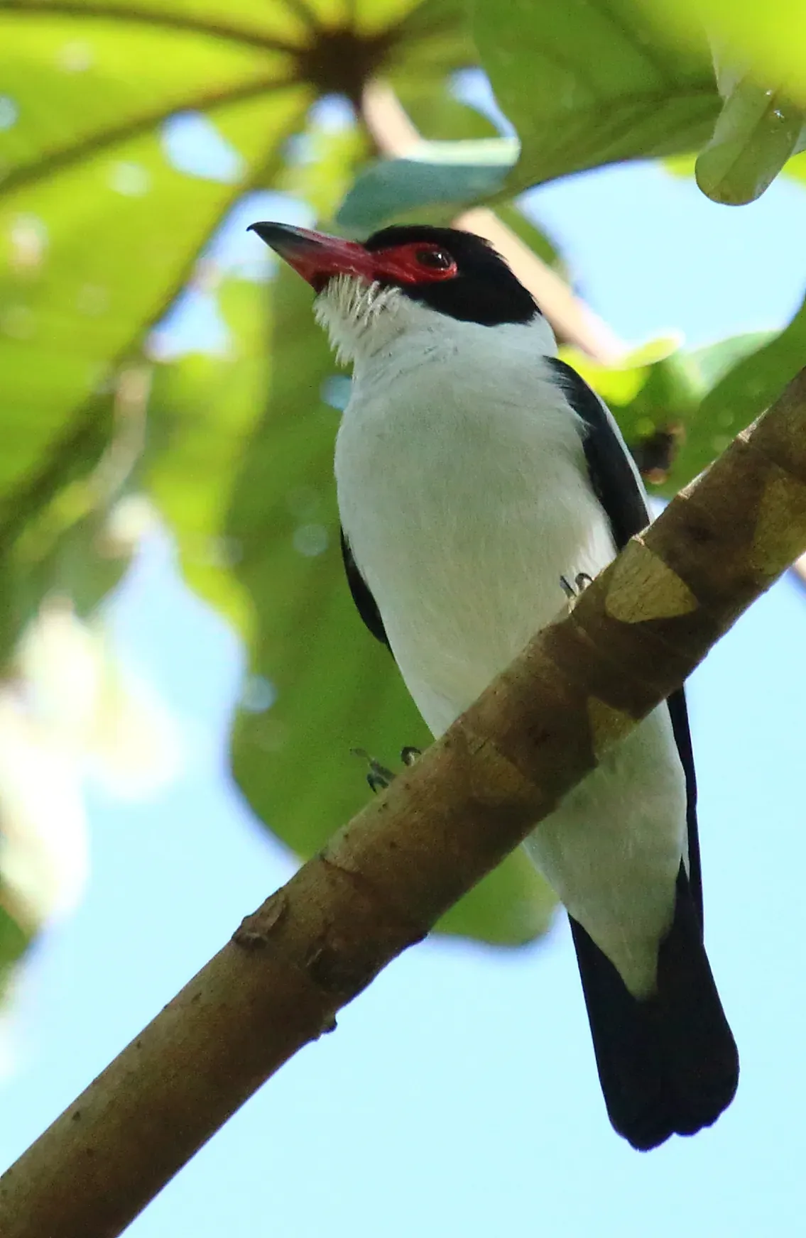 File:Black-tailed tityra (Tityra cayana).jpg