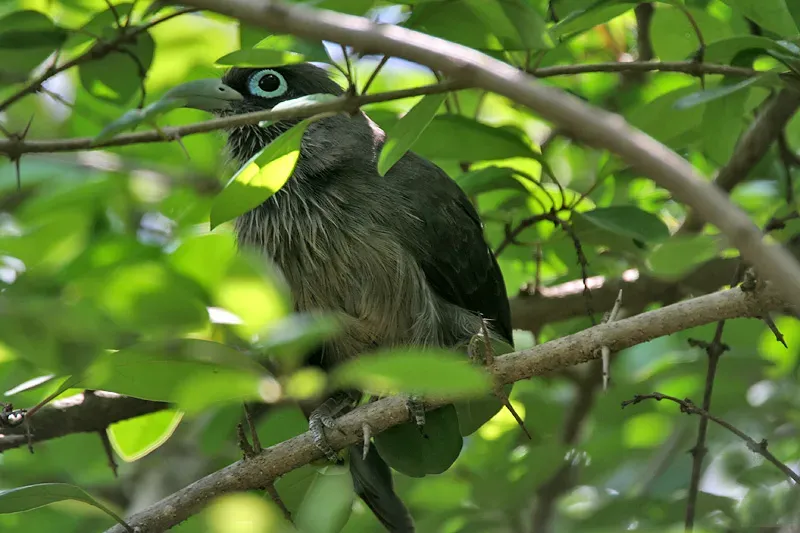 File:Blue-faced Malkoha (Phaenicophaeus viridirostris) W IMG 1522.jpg