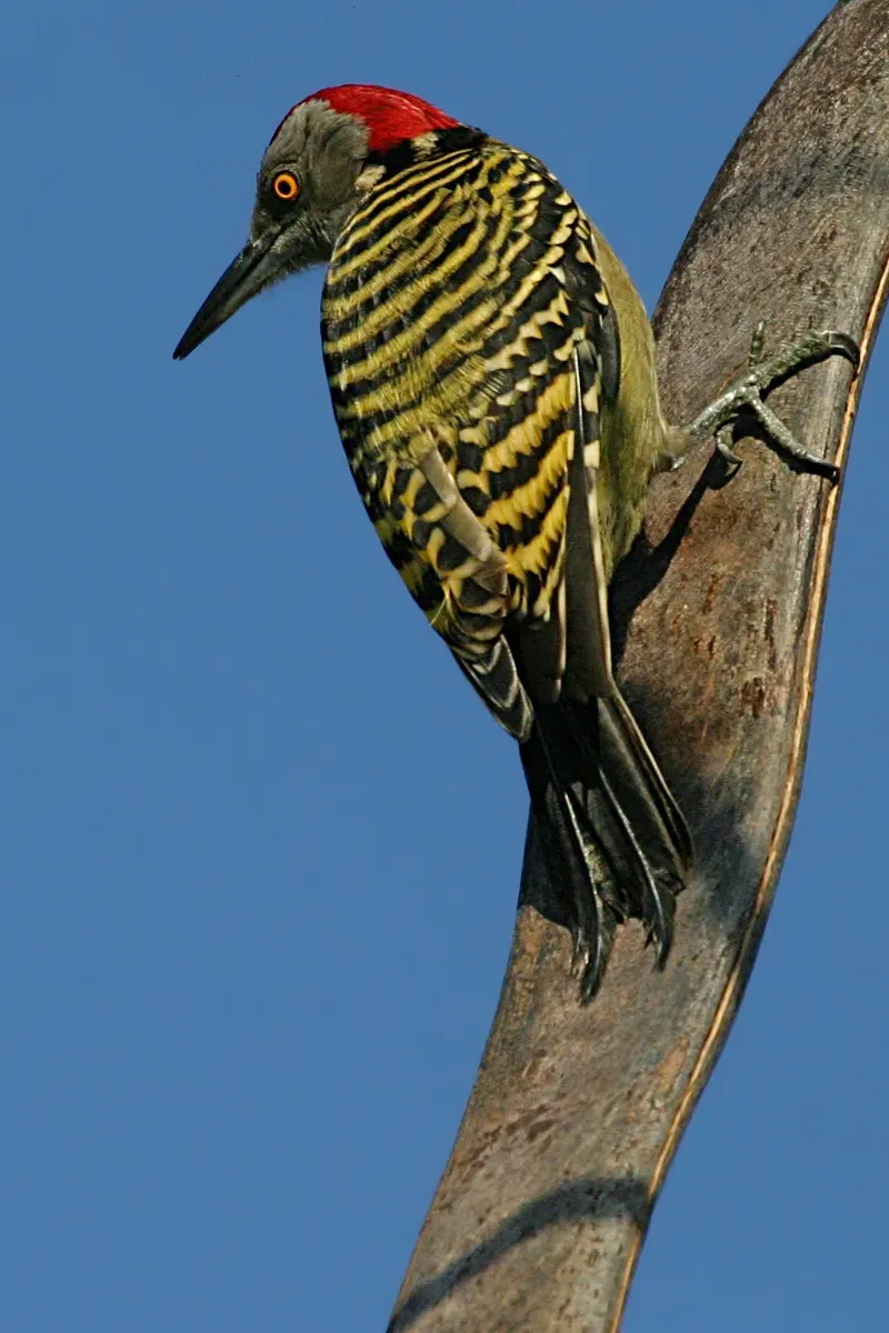 File:Melanerpes striatus001.jpg
