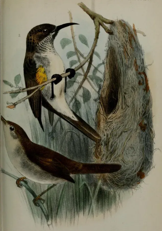 File:Incana incana and Chalcomitra balfouri.jpg