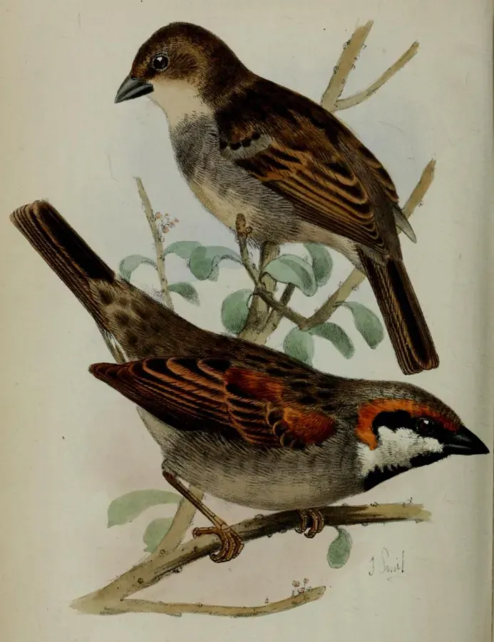File:Passer insularis Smit.jpg
