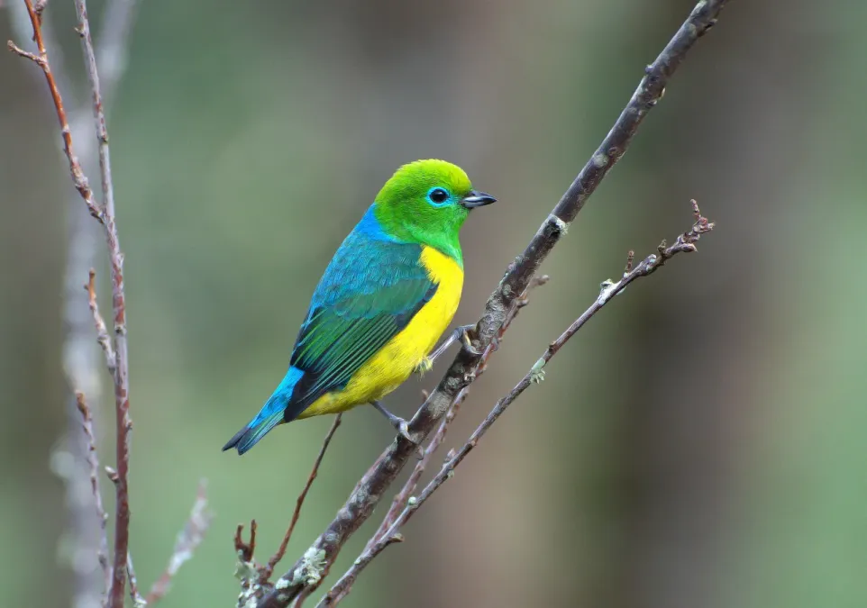 File:Chlorophonia cyanea -Parque Nacional do Itatiaia, Rio de Janeiro, Brazil-8.jpg