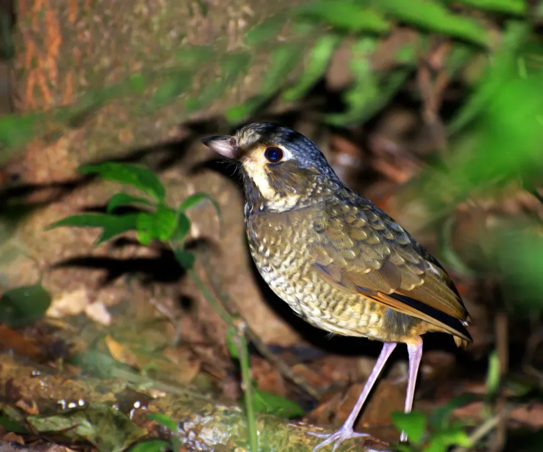 File:Grallaria varia -Parque Estadual da Serra da Cantareira, Sao Paulo, Brasil-8.jpg