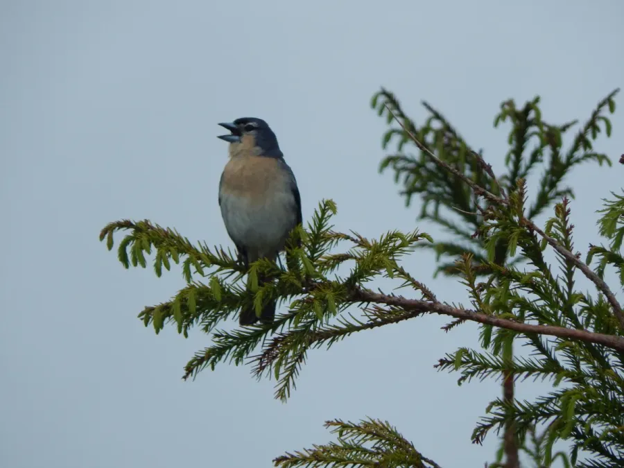 File:Fringilla coelebs moreletti, São Miguel (1).jpg
