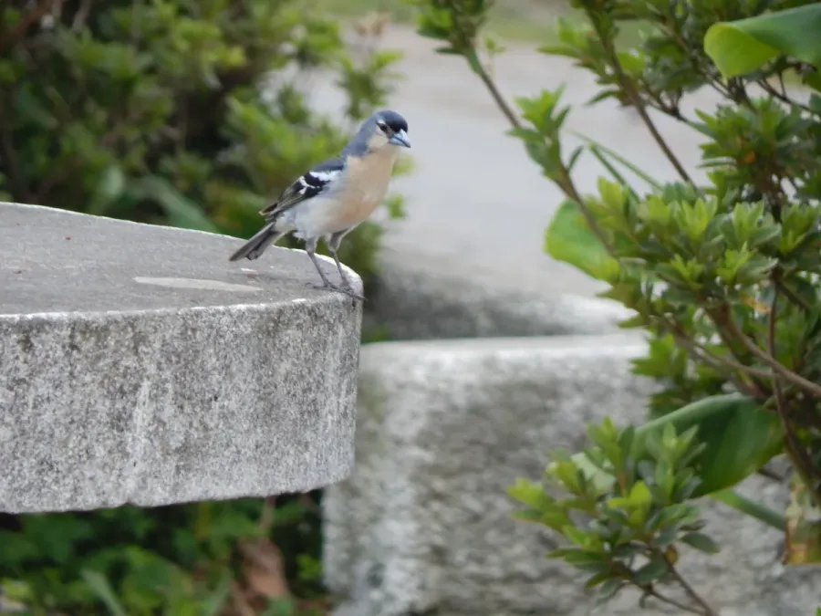 File:Fringilla coelebs moreletti, São Miguel (2).jpg