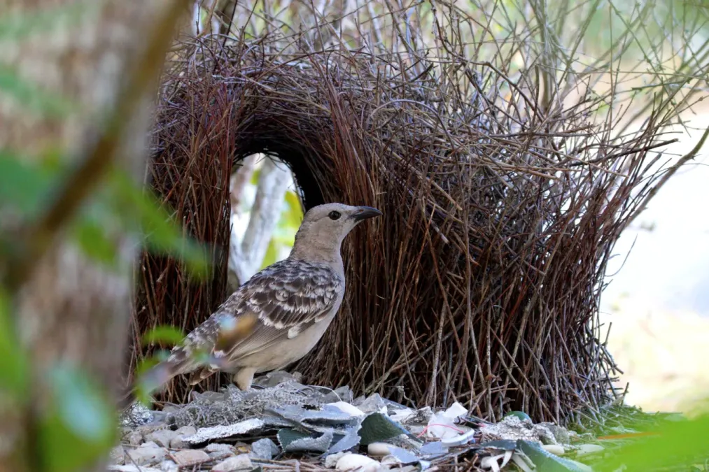 File:Lemčík velký - Chlamydera nuchalis - Great Bowerbird.jpg