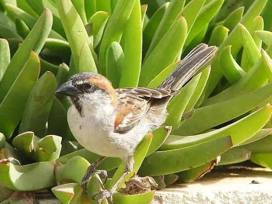 File:Passer iagoensis male.jpg