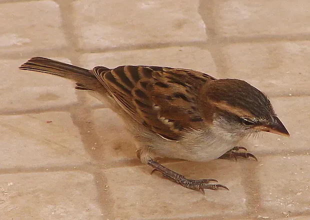 File:Passer iagoensis female.jpg