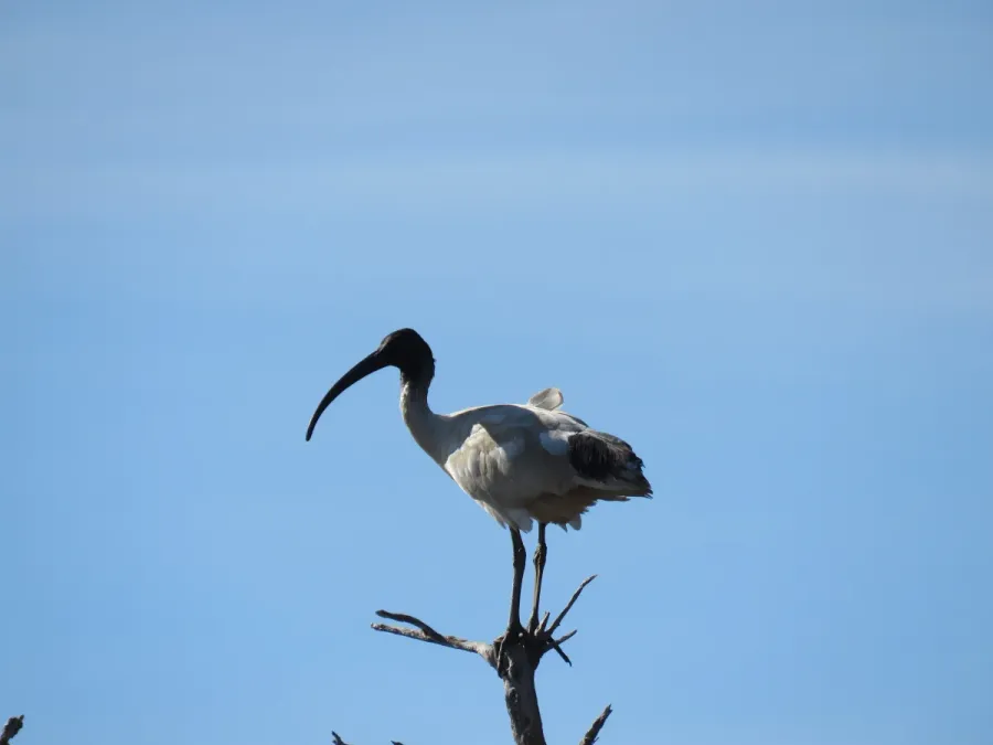 File:Australian white ibis (Threskiornis molucca) at Lake Coogee, July 2021 02.jpg