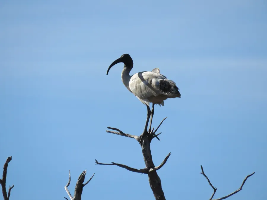 File:Australian white ibis (Threskiornis molucca) at Lake Coogee, July 2021 03.jpg