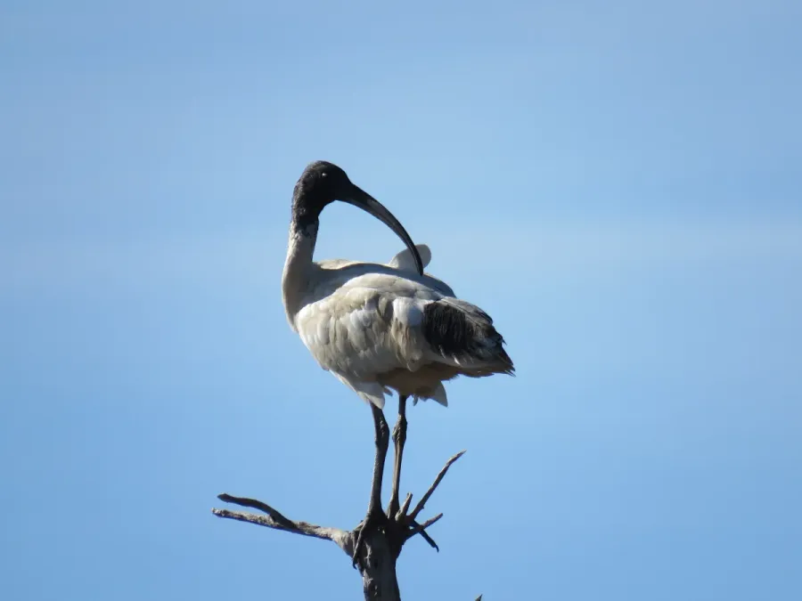File:Australian white ibis (Threskiornis molucca) at Lake Coogee, July 2021 04.jpg